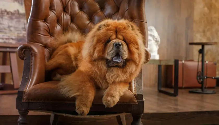 Puszysty chow chow w brązowym fotelu. Zastanawiasz się, chow chow ile żyje? Średnio 8-12 lat, ale ten wygląda na wiecznie młodego!