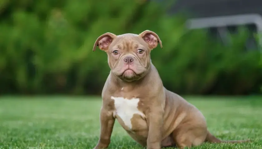Uroczy szczeniak american bully classic siedzi na trawie, z uwagą patrząc w obiektyw.
