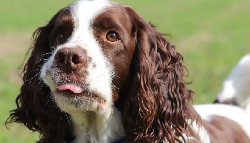 Uroczy springer spaniel angielski z wystawionym języczkiem, patrzący w bok na zielonym tle.