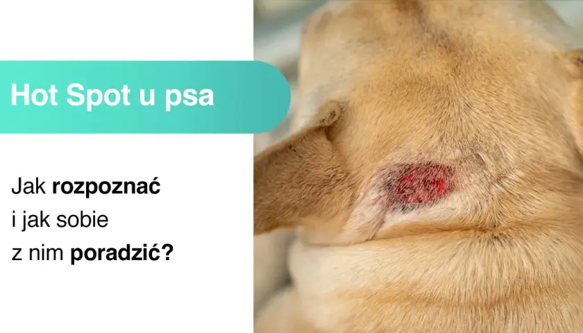 Widoczne zaczerwienienie na skórze psa to **hot spot u psa**. Tekst informuje, jak go rozpoznać i sobie z nim poradzić.