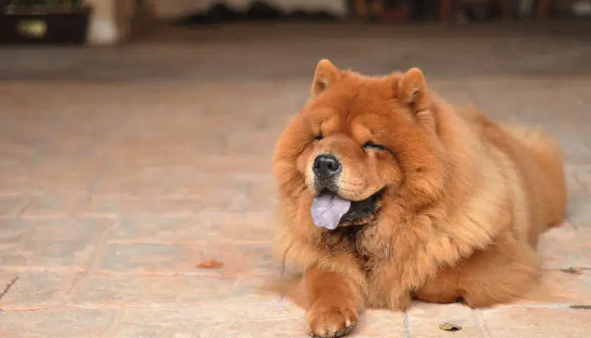 Puszysty chow chow lew z językiem na wierzchu, odpoczywający na płytkach.
