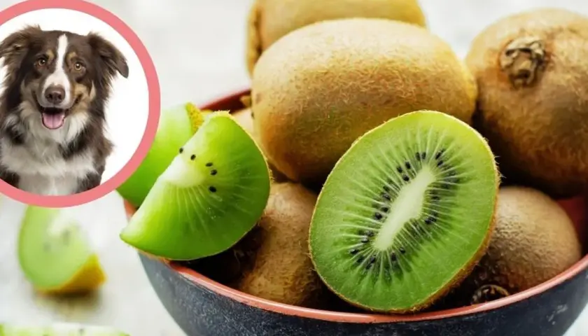 Czy pies może kiwi? Uśmiechnięty piesek patrzy na miskę pełną soczystych kiwi.