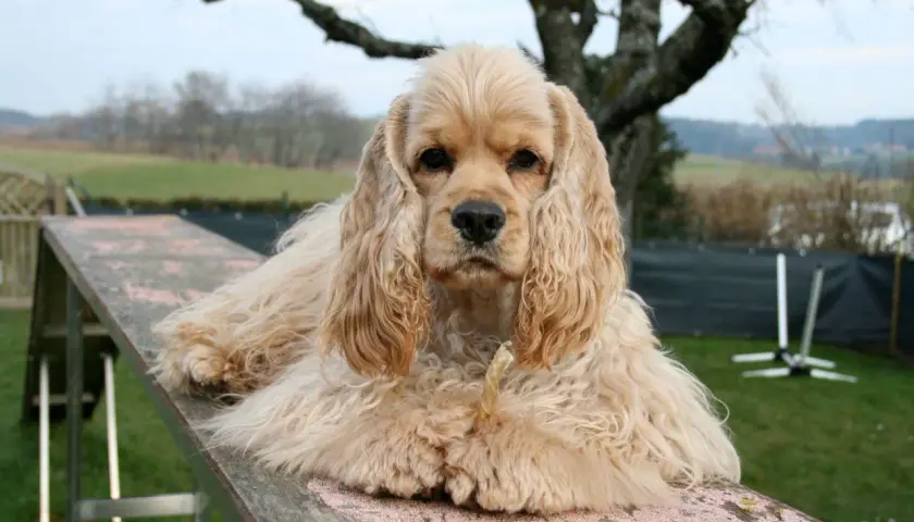 Uroczy cocker spaniel, jedna z wielu odmian tej rasy, leży na drewnianej kładce, zajadając przysmak.