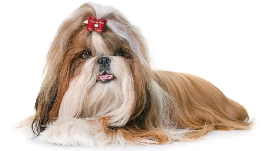 Czy shih tzu ma włosy? Tak, ten piesek ma długie, jedwabiste włosy, ozdobione czerwoną kokardką.