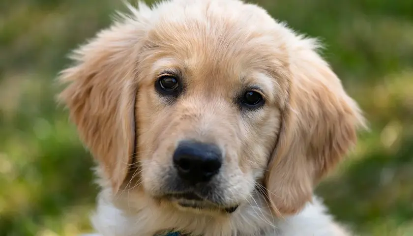 Uroczy szczeniak golden retriever z bujnymi, złotymi włosami, patrzący wprost na Ciebie.