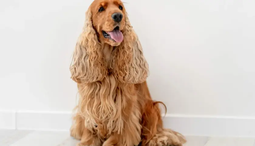 Uroczy cocker spaniel angielski o złotym umaszczeniu siedzi na jasnej podłodze, z językiem na wierzchu.