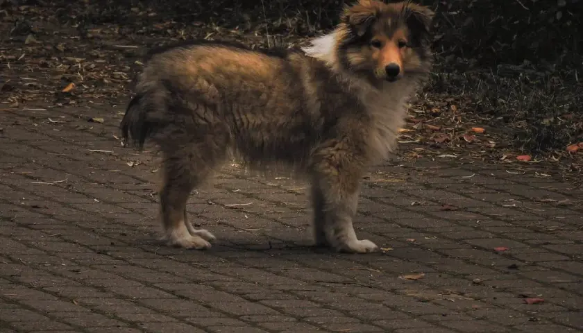 Pies rasy collie na ścieżce, zaniepokojony, być może z powodu bulgotania w brzuchu i wodnistej biegunki.