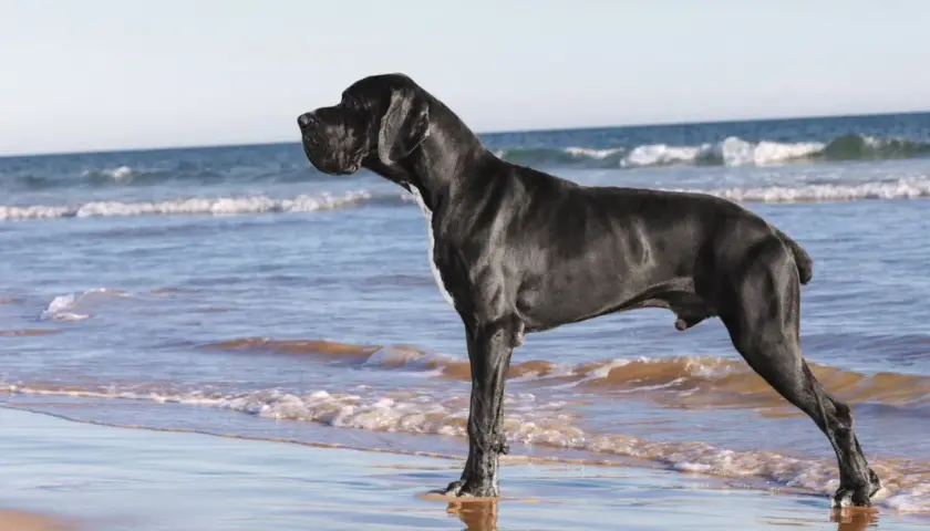 Czarny dog niemiecki na plaży. Ile żyje dog niemiecki? Średnio 8-10 lat.