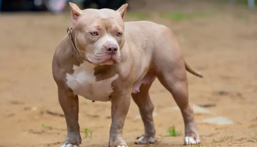Potężny american bully XXL o beżowym umaszczeniu i białych znaczeniach, stoi na piaszczystym podłożu.