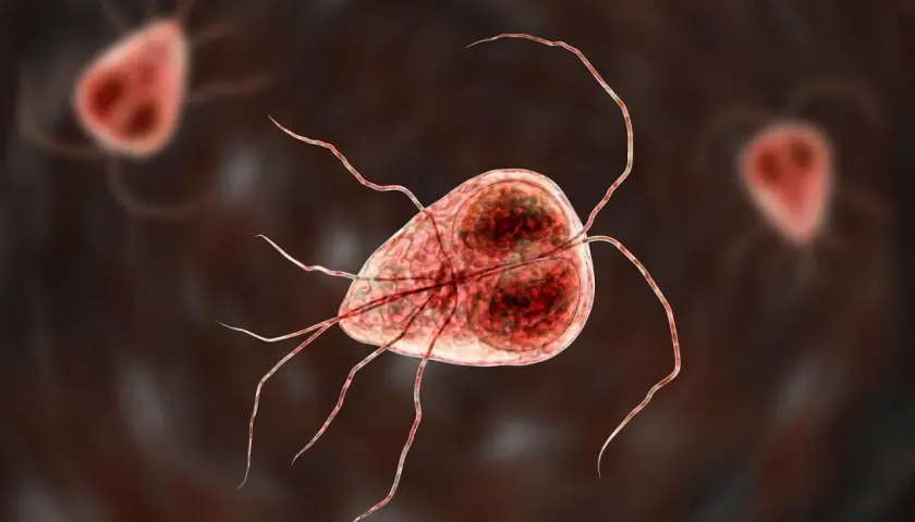 Mikroskopijny obraz pasożyta Giardia, który może powodować problemy zdrowotne u kotów.