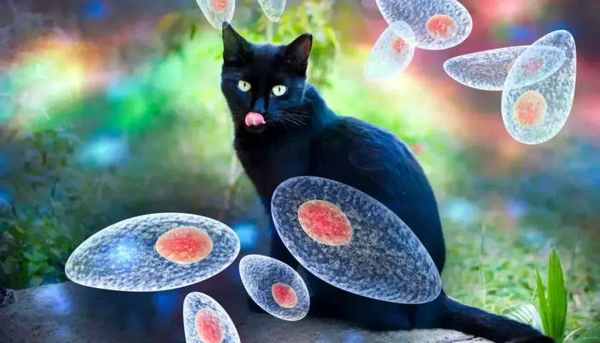 Czarny kot otoczony przez pasożyty Toxoplasma gondii. Ilustracja przedstawia zagrożenie toksoplazmozą u kota.