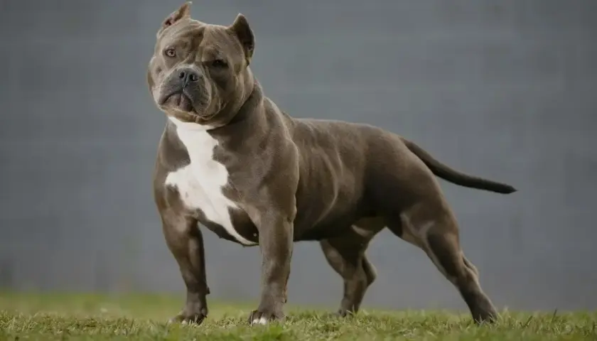 Potężny american bully standard, szary z białym znaczeniem na klatce piersiowej, stoi na trawie.