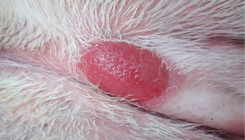 Czerwona, wypukła zmiana skórna u psa, prawdopodobnie histiocytoma, otoczona białym futrem.
