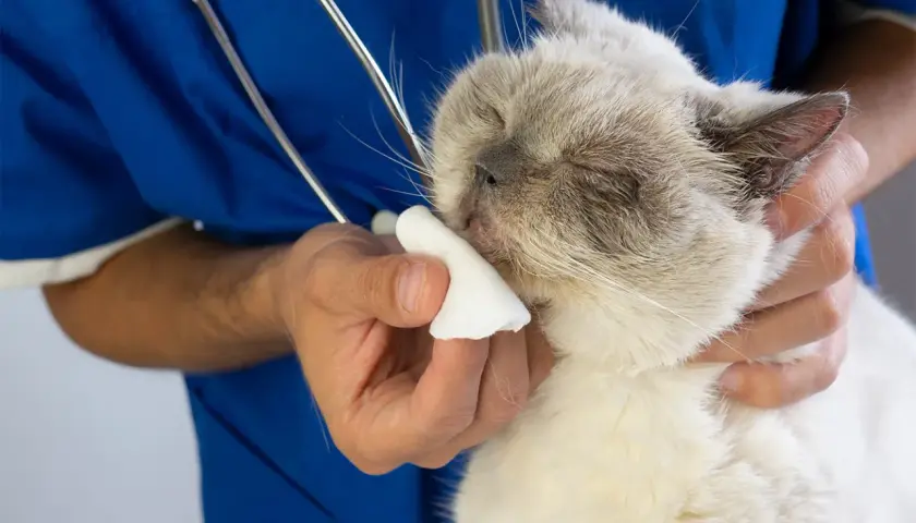 Wet nose of a cat being cleaned by a vet. The question of ile trwa koci katar jest ważna dla właścicieli.