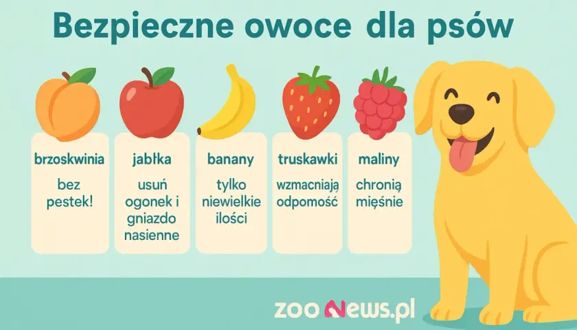 Czy pies może brzoskwinie? Tak, bez pestek! Obrazek pokazuje bezpieczne owoce dla psów: brzoskwinie, jabłka, banany, truskawki i maliny.
