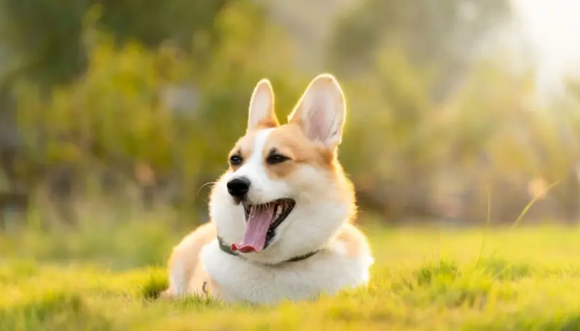 Szczęśliwy corgi leży na trawie w słońcu. Corgi ile żyje? Średnio 12-15 lat, ale ten wygląda na wiecznie młodego!