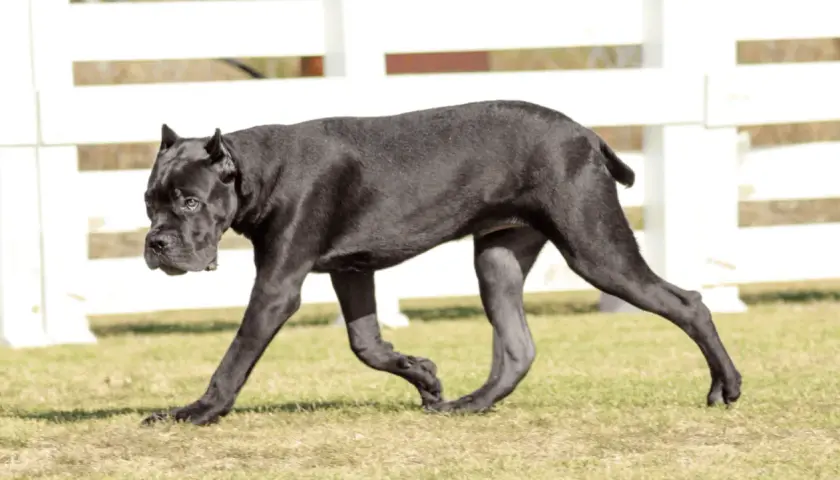 Czarny pies rasy cane corso, o lśniącym futrze, spaceruje po trawie. W tle białe ogrodzenie.