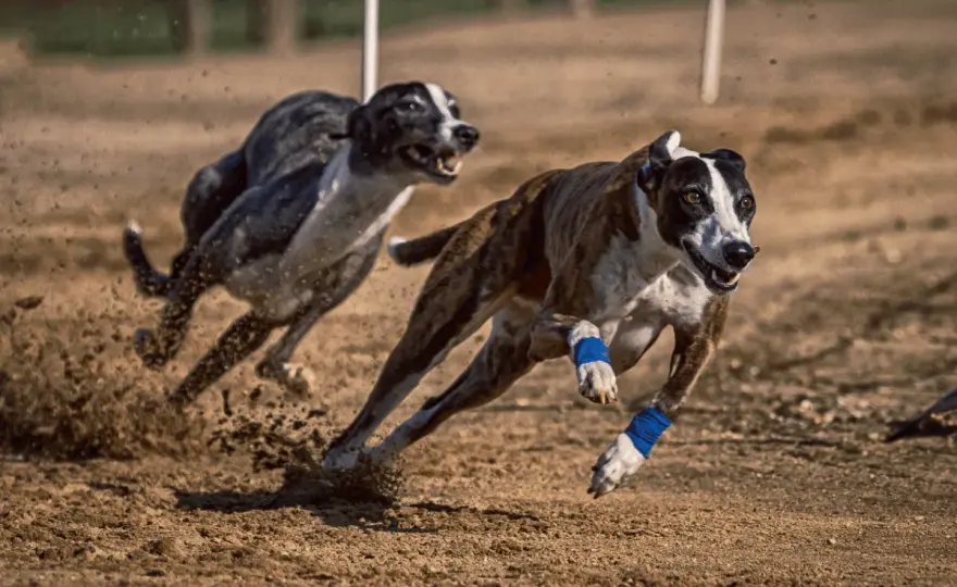 Najszybszy pies na świecie - Greyhound i jego tajemnice