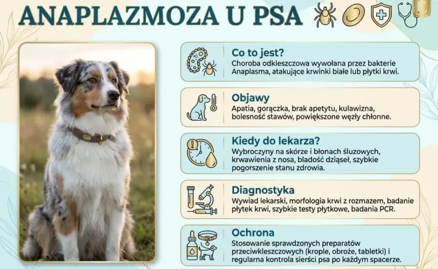 Choroba odkleszczowa u psa - od czego zależy rokowanie?
