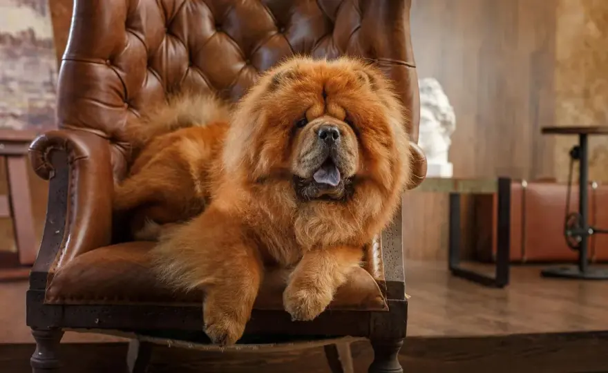 Ile żyje chow chow? Zdrowie, choroby i opieka