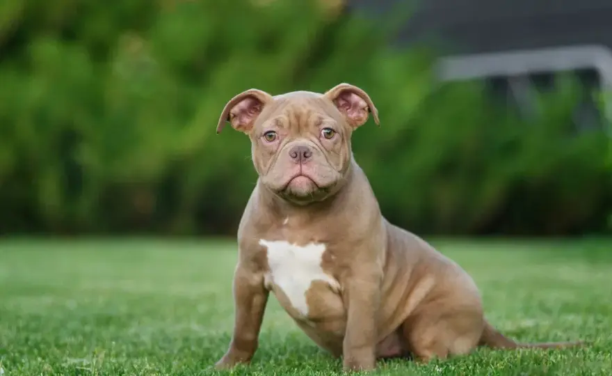 American Bully Classic - charakter, zdrowie i wybór szczeniaka