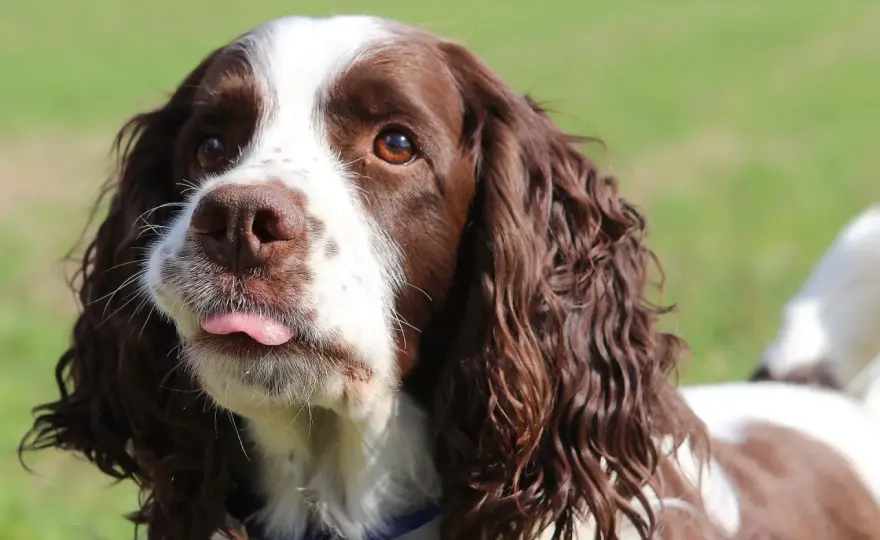 Springer spaniel angielski - charakter, potrzeby i koszty
