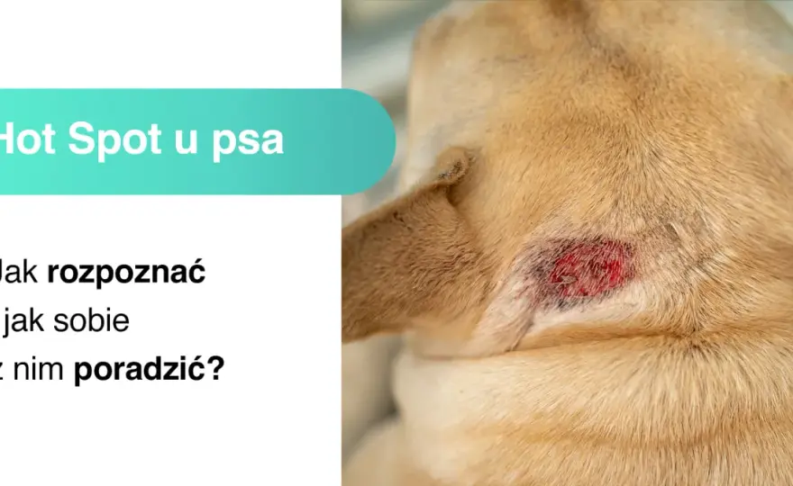 Hot spot u psa - objawy, pomoc i kiedy do weterynarza
