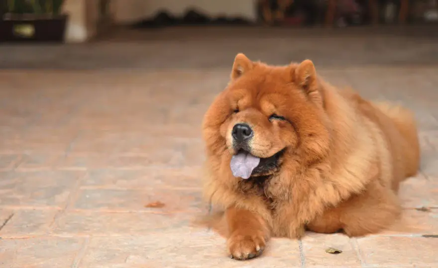 Chow Chow jak lew? Kryza, pielęgnacja i charakter rasy