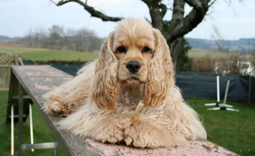 Cocker spaniel angielski czy amerykański? Poznaj różnice