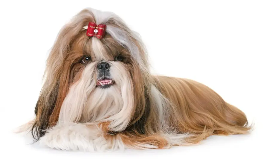 Shih tzu ma włosy czy sierść? Zasady pielęgnacji