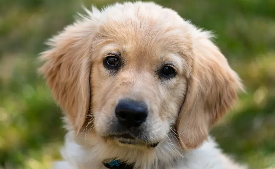 Golden retriever ma włosy czy sierść? Wyjaśniamy