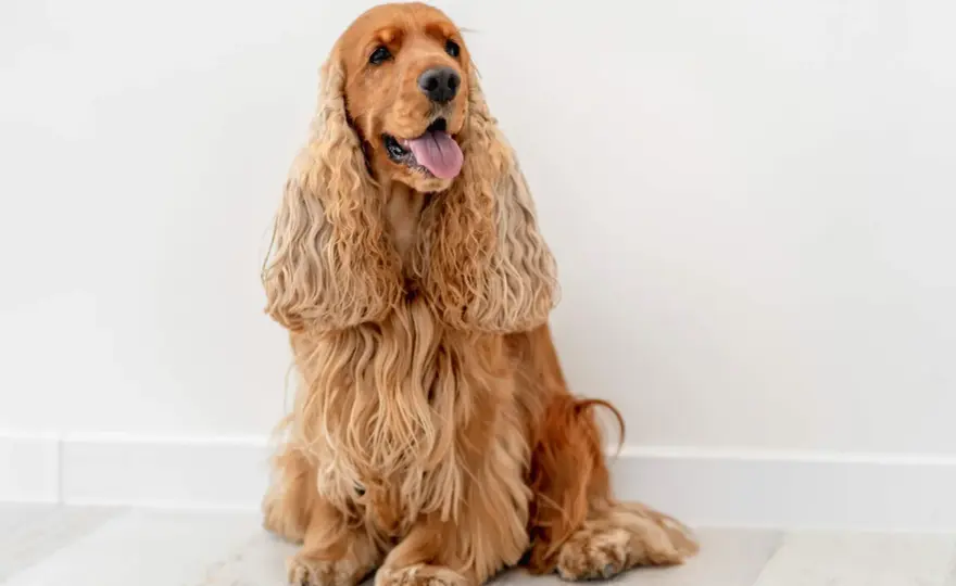 Cocker spaniel angielski - charakter, pielęgnacja i koszty
