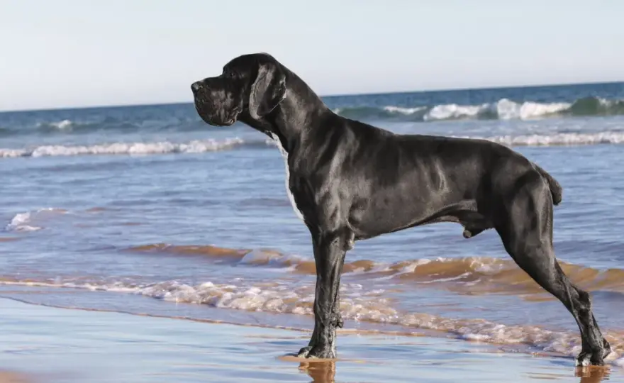 Ile żyje dog niemiecki? Choroby i zasady długiego życia