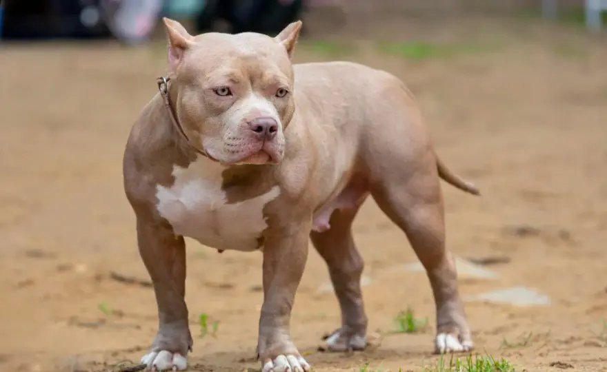 American Bully XXL - zdrowie, charakter i wybór szczenięcia