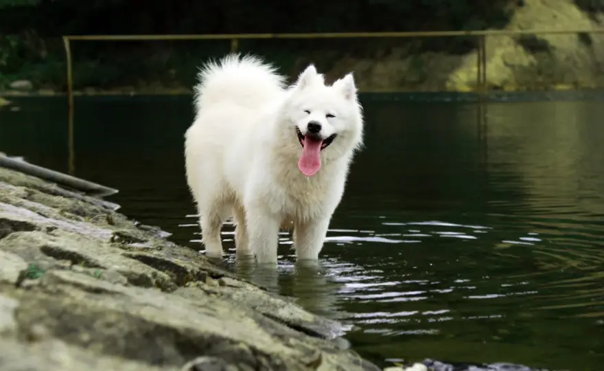 Samojed - charakter, pielęgnacja i zdrowie. Czy to pies dla Ciebie?