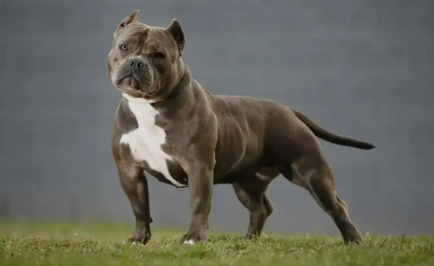 American Bully Standard - wzorzec, wymiary i wybór psa