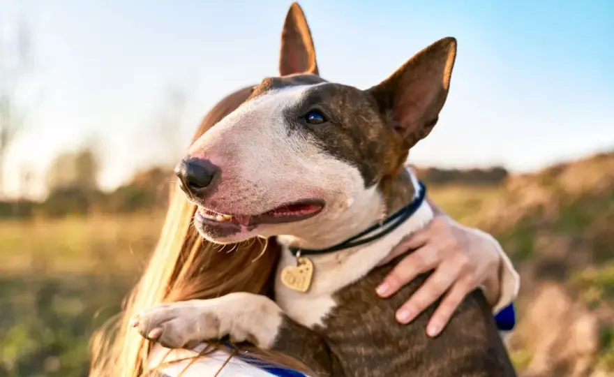 Bull terrier – groźny czy niezrozumiany? Prawda o rasie