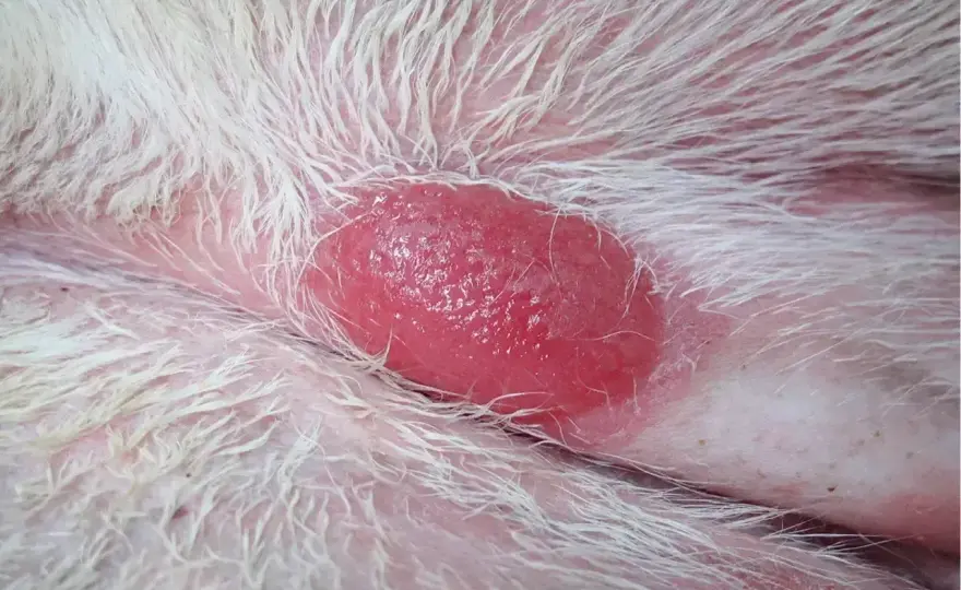 Histiocytoma u psa - kiedy znika, a kiedy wymaga leczenia?