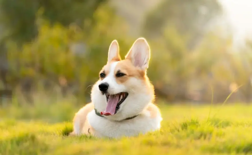 Ile żyje corgi? Co wpływa na długość życia psa