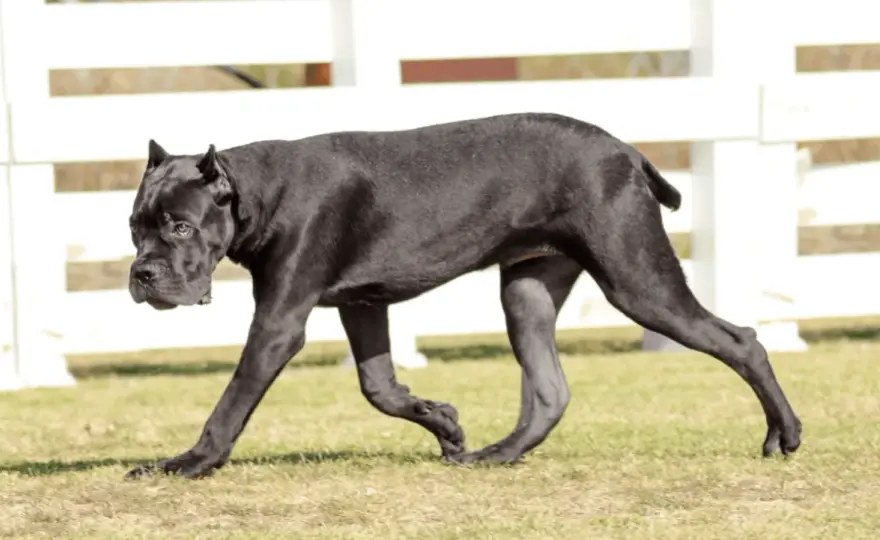 Umaszczenia cane corso - jakie kolory uznaje wzorzec FCI?