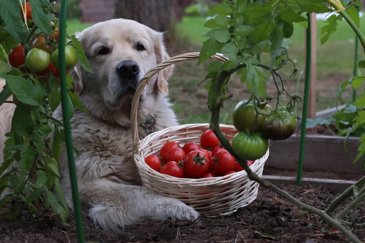 Złoty retriever pilnuje koszyka z pomidorami. Czy pies może pomidora? Ten na pewno nie zje, tylko pilnuje!
