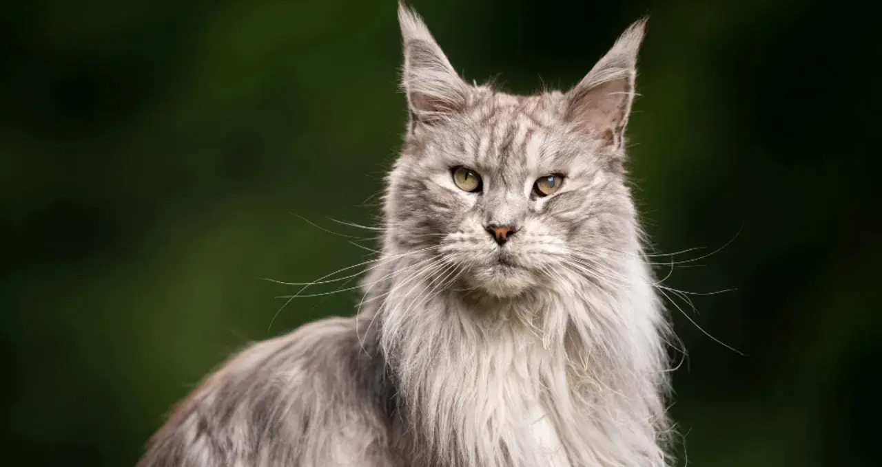 Majestatyczny kot Maine Coon, z długą, szarą sierścią i przenikliwym spojrzeniem. Zastanawiasz się, ile żyją koty tej rasy?