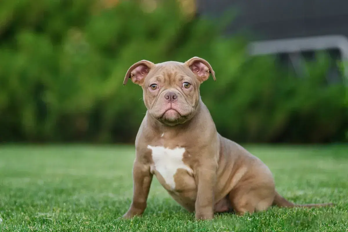 Uroczy szczeniak american bully classic siedzi na trawie, z uwagą patrząc w obiektyw.