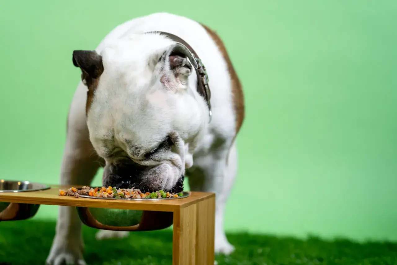 Buldog angielski je smaczny posiłek. Zastanawiasz się, ile powinien jeść pies 5 kg?