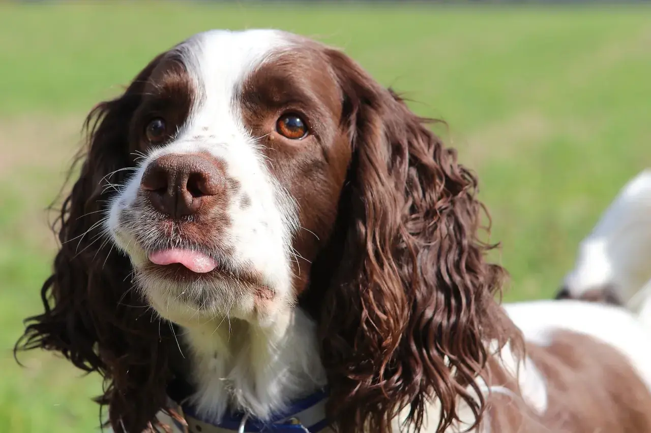 Uroczy springer spaniel angielski z wystawionym języczkiem, patrzący w bok na zielonym tle.