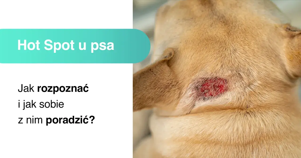 Widoczne zaczerwienienie na skórze psa to **hot spot u psa**. Tekst informuje, jak go rozpoznać i sobie z nim poradzić.