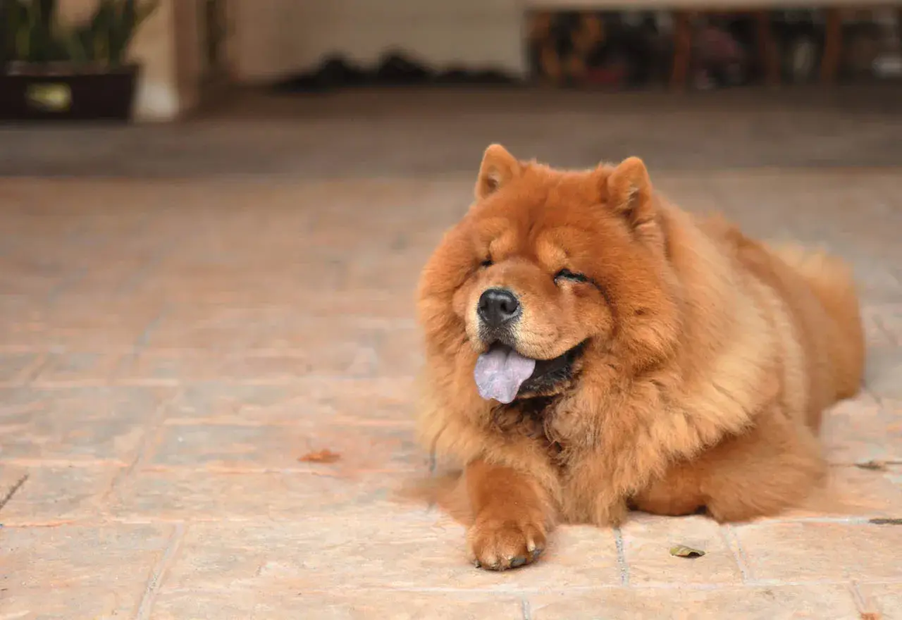 Puszysty chow chow lew z językiem na wierzchu, odpoczywający na płytkach.