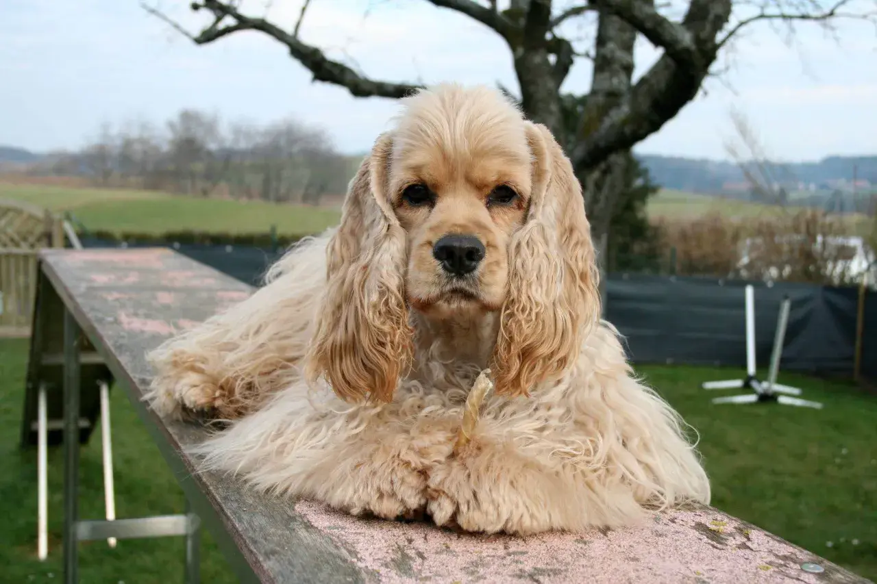 Uroczy cocker spaniel, jedna z wielu odmian tej rasy, leży na drewnianej kładce, zajadając przysmak.