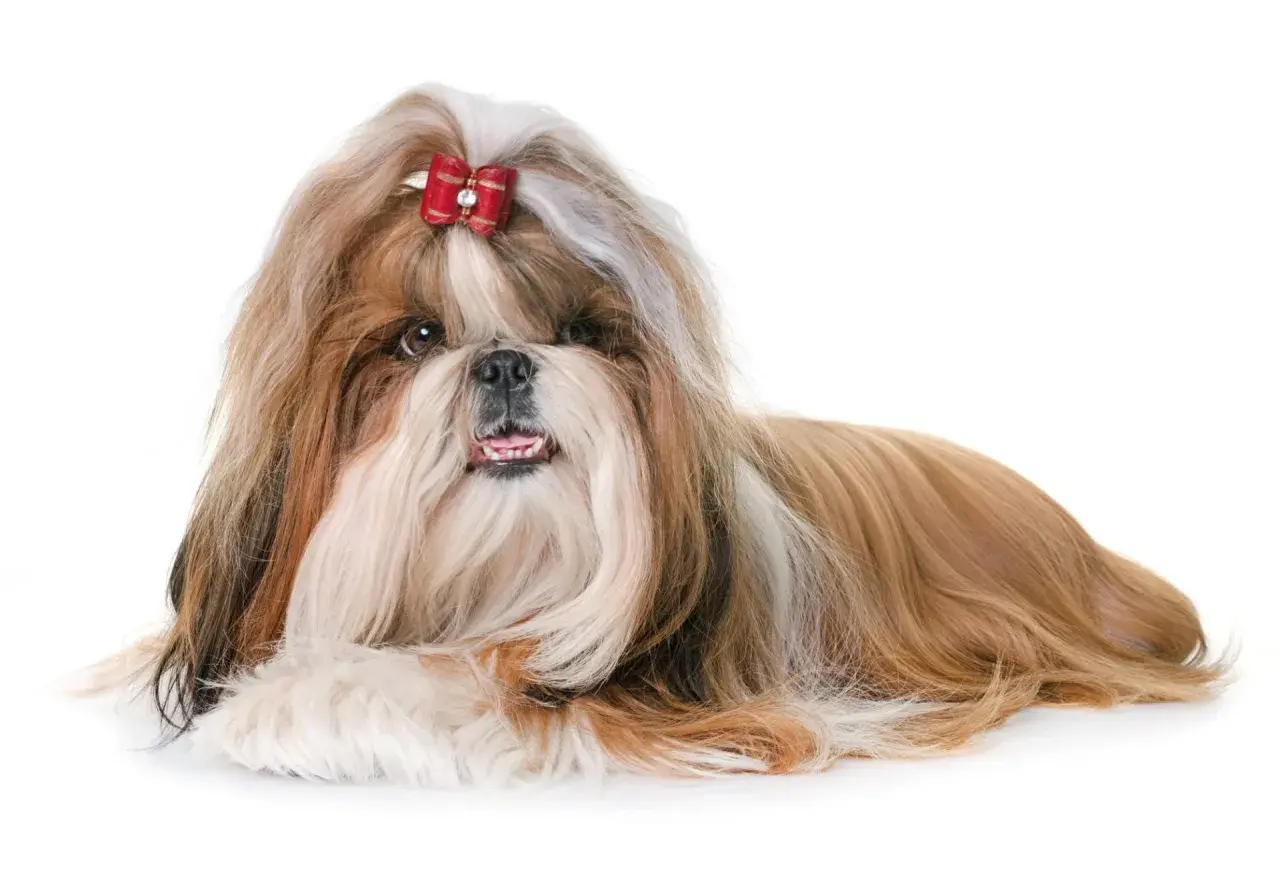 Czy shih tzu ma włosy? Tak, ten piesek ma długie, jedwabiste włosy, ozdobione czerwoną kokardką.