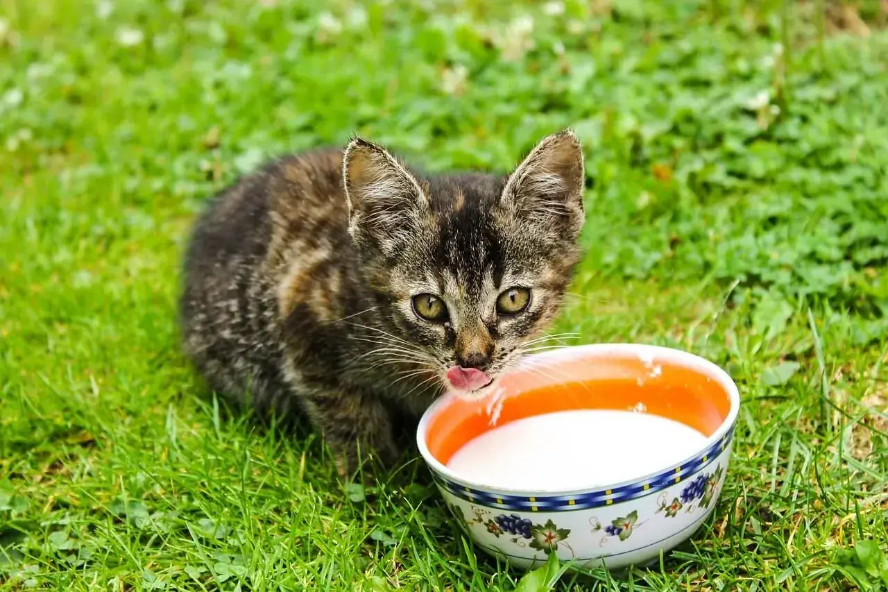 Mały kotek na trawie pije mleko z miseczki. Czy koty mogą pić mleko? To pytanie nurtuje wielu miłośników zwierząt.